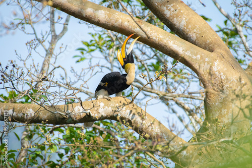 Great hornbill (Buceros bicornis), also known as the concave-casqued hornbill, great Indian hornbill or great pied hornbill, is one of the larger members of the hornbill family. 