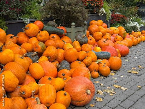 Photography A lots of pumpkins and gourds.