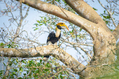 Great hornbill (Buceros bicornis), also known as the concave-casqued hornbill, great Indian hornbill or great pied hornbill, is one of the larger members of the hornbill family. 