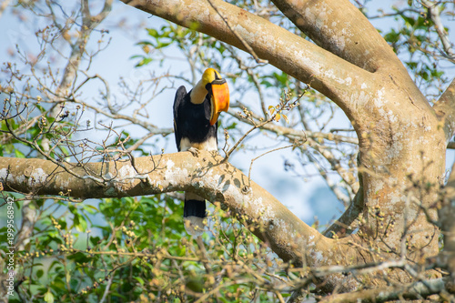 Great hornbill (Buceros bicornis), also known as the concave-casqued hornbill, great Indian hornbill or great pied hornbill, is one of the larger members of the hornbill family. 