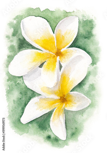 Frangipani blossom. watercolor illustration isolated on white.