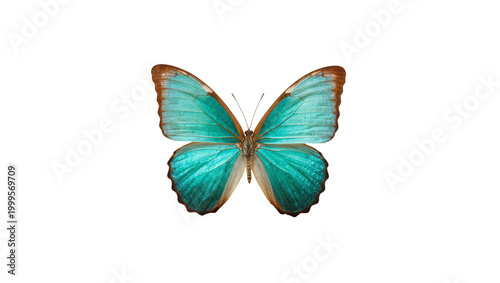 Obraz na płótnie Vibrant Turquoise Blue Morpho Butterfly with Delicate Wing Patterns