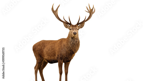 Photos Brown majestic stag with large antlers standing upright