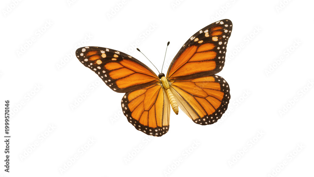 Fototapeta premium Monarch Butterfly with Orange Wings and Black Spots