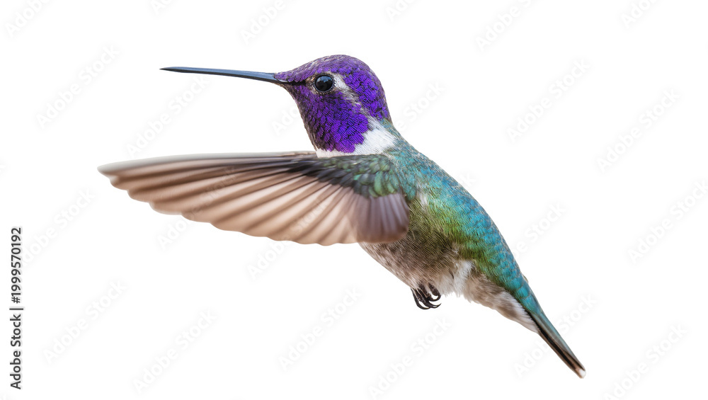 Fototapeta premium Vibrant Purple-Headed Hummingbird in Flight with Extended Wings