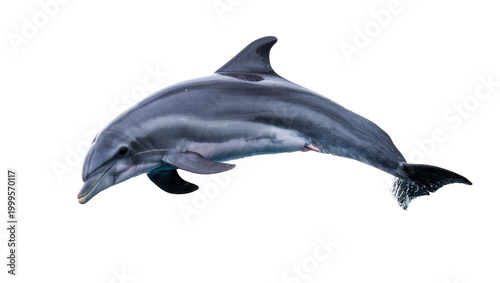 Photography Gray sleek swimming dolphin with dark dorsal fin and tail