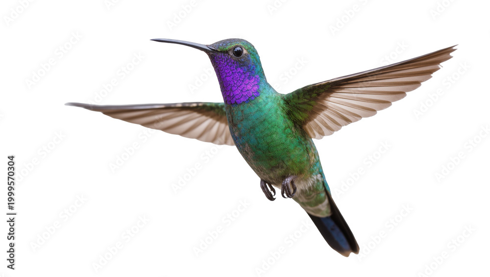Fototapeta premium Vibrant Green Purple Hummingbird Flying with Extended Wings