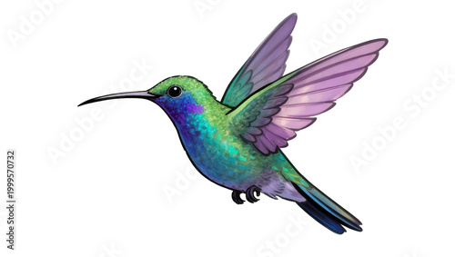 Photos Vibrant iridescent Hummingbird in Flight with Purple Wingtips