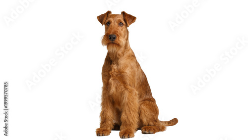 Fotografía Red Irish Terrier Dog Sitting Alert and Focused