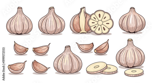 Comprehensive set of garlic illustrations including whole bulbs individual cloves halved sections and round slices on a white background.