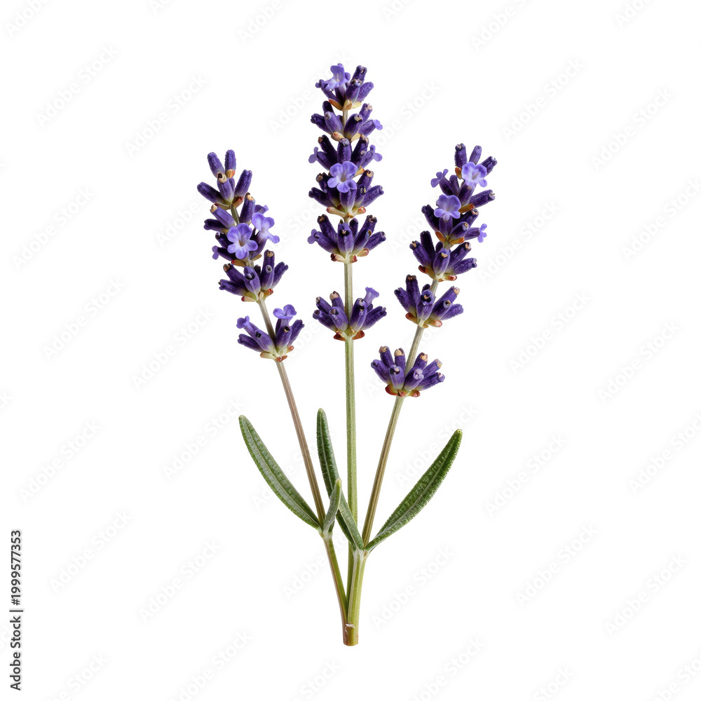Obraz premium Close up of lavender blossoms shows its vibrant purple color against a white background