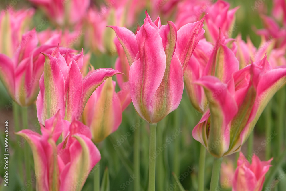 Obraz premium Pink and green lily flowered tulipa, tulip ‘Virichic’ in flower.