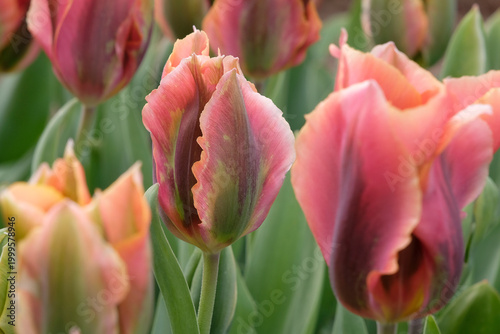 Bild auf Leinwand Pink and green lily flowered tulip, tulipa ‘Artist’ in flower.