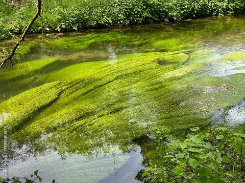 green grass and water