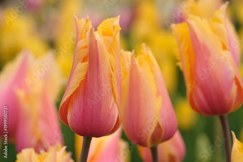 Konstfotografi Yellow and pink fringed tulip, tulipa ‘Flaming Memory’ in flower.