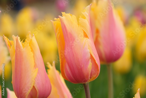 Φωτογραφία Yellow and pink fringed tulip, tulipa ‘Flaming Memory’ in flower.