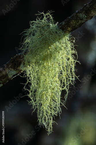 Εκτύπωση καμβά Close-up with Usnea, a genus of fruticose lichens commonly known as Old man's be