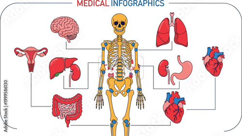 Medical infographic of human anatomy with brain skeleton organs and systems high quality professional detailed modern elegant stylish clean crisp vibrant