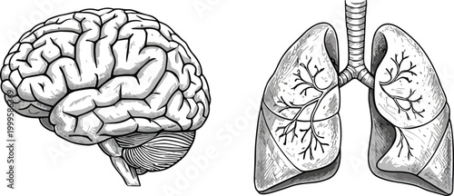 Anatomical illustration of a human brain and lungs detailed sketch style high quality professional modern elegant stylish clean crisp vibrant colorful