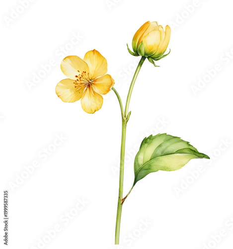 Yellow Rose Style Flower Watercolor Illustration