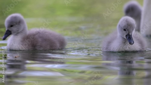 View of a fluffy grey cygnet swimming in green water with soft reflections in Mulhouse, Grand Est, France.