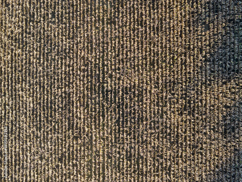 Wheat Field - Monroe Township, US