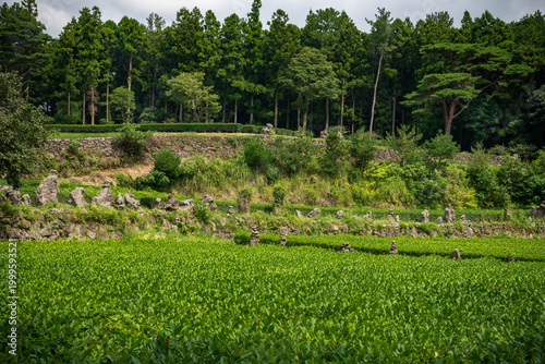 Champs de thé de Seogwi Dawon, Seogwipo, Jeju, Corée du Sud, Asie