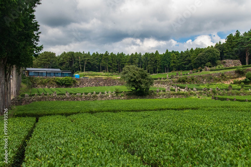 Champs de thé de Seogwi Dawon, Seogwipo, Jeju, Corée du Sud, Asie