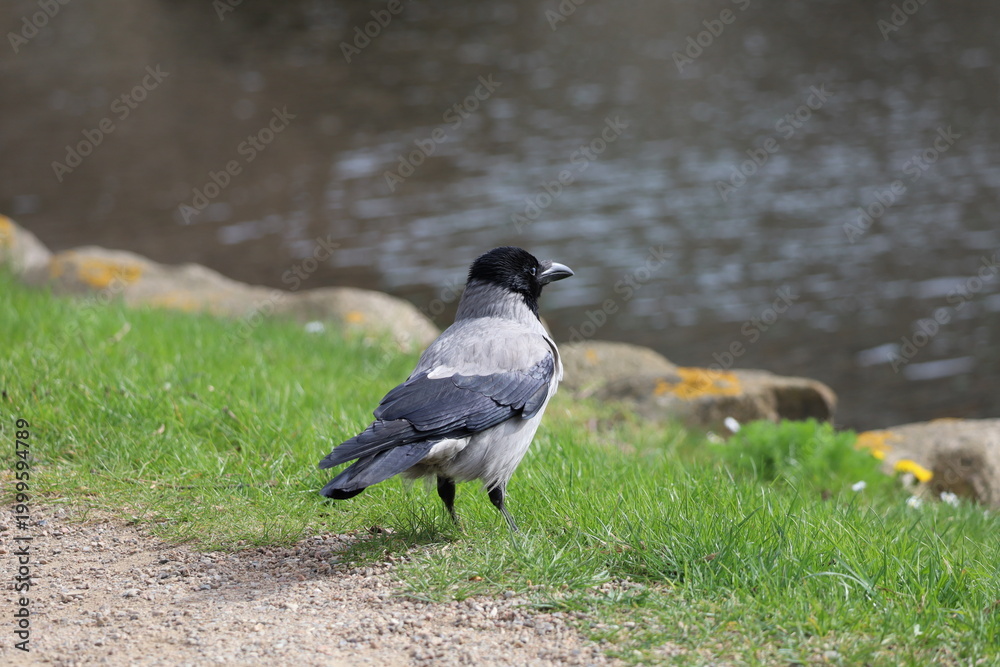 Fototapeta premium crow on the ground near lake 