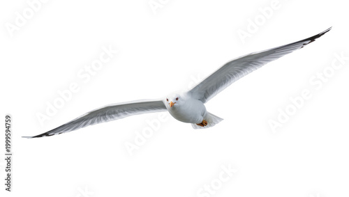 Fotografie Gray flying seagull with outstretched wings and yellow beak