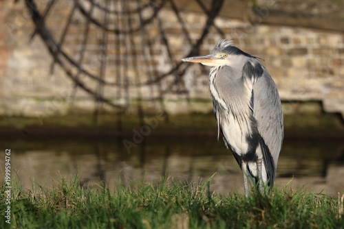 Tableau sur toile Grey heron standing on river bank in front of spikes in winter light