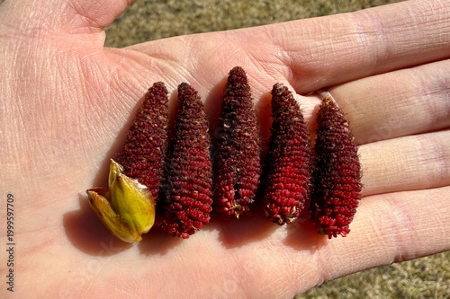Photos Close up of red alder catkins and bud resting on human palm in sunlight