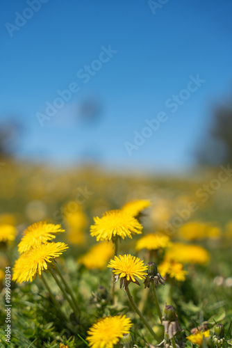 Yellow dandelions bloom under bright blue sky. Sunlight highlights petals and green stems. Field stretches into soft-focused background. Peaceful, natural setting evokes calm and renewal