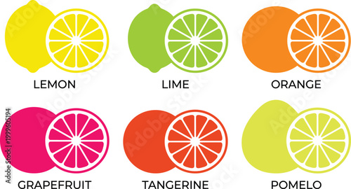 Citrus Fruit Vector Illustration Set with Labeled Lemon, Lime, Orange, Grapefruit, Tangerine and Pomelo Slices in Flat Style for Educational Food Design and Fresh Nutrition Concepts