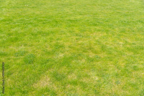 Green grass with patches of yellow and brown. Grass texture shows natural wear. Ideal for backgrounds, design projects, or environmental themes