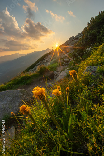 Tableau sur toile View of the Dumbier peak and yellow wildflowers on a rocky mountain slope during a vibrant sunset in Liptovsky Jan, Zilina Region, Slovakia