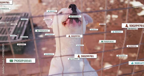 Obraz Panting white dog pressing face against wire fence at kennel, digital tags overlaying