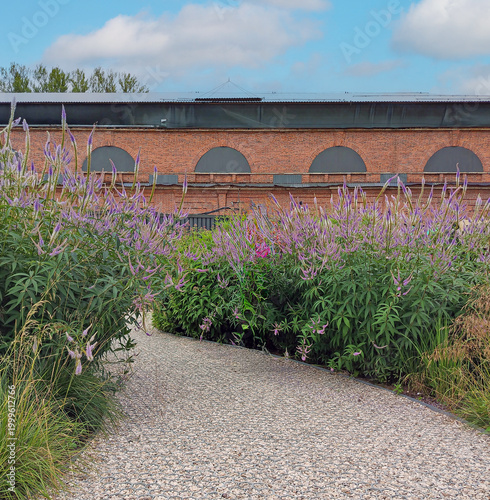 herb garden, with the perennial herbaceous plant Veronicastrum virginiana growing on both sides of the path.