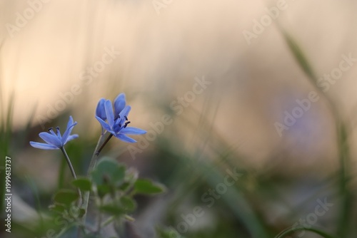 Photos fiori di scilla bifolia in inverno nel bosco al tramonto