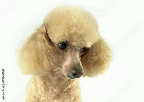 Close-up of a red poodle's head with beautiful fur.