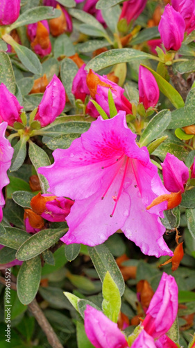 Obraz na plátně The image shows Herbert's Japanese azalea