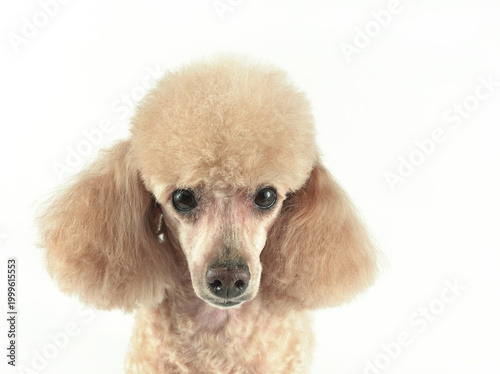 The head of a poodle, apricot-colored, beautifully trimmed, in close-up, on a white background.