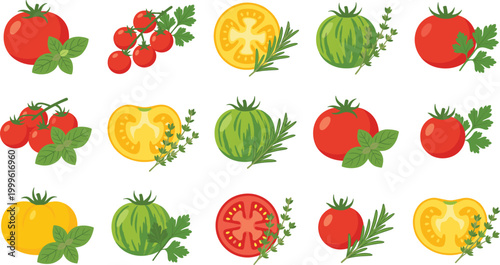 Tomato Illustration Set with Red, Yellow, and Green Tomatoes with Herbs for Fresh Food, Organic Cooking, and Garden Vegetable Design
