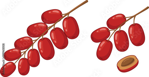 Goji Berry Illustration Set with Fresh and Dried Red Berries on Branches for Superfood, Organic Nutrition, and Healthy Food Design