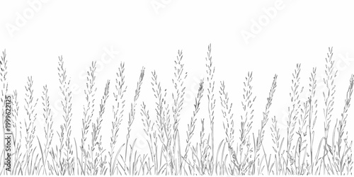 Grass border illustration delicate line art on white background