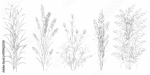 Grass and sedge line art five botanical variants on white background