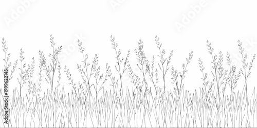 Grass border illustration delicate line art on white background