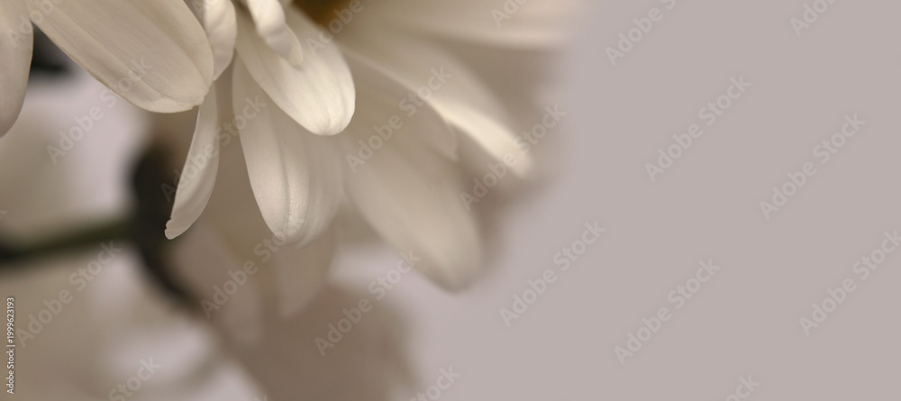 Obraz premium Close-up selective soft focus cream white, beige Chamomile Flower petals. Natural art neutral background.