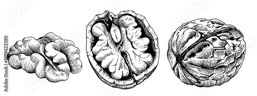 Walnut set hand drawn vintage engraving style illustration, whole walnut, cracked shell and kernel isolated