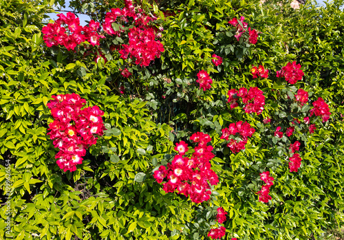 Foto A climbing rose from the Rambler group
